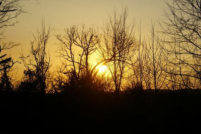 Silhouette of trees during sunset