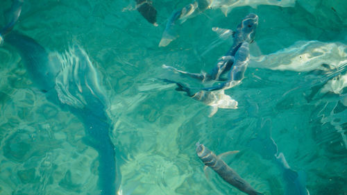 High angle view of fish swimming in sea