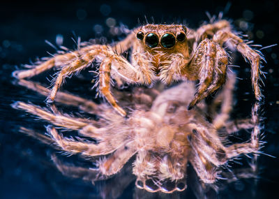 Close-up of spider