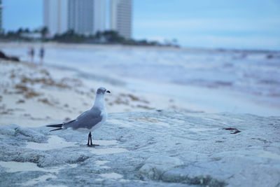 Seagull on beach