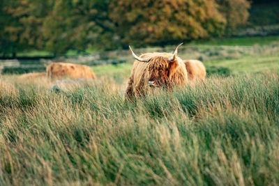 Cow grazing on field