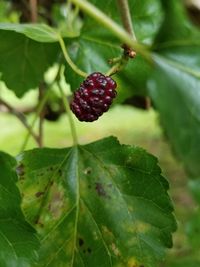 Close-up of strawberry growing on plant