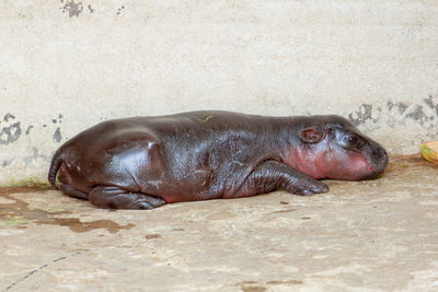 Close-up of a sleeping animal