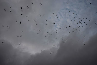 Low angle view of birds flying in sky