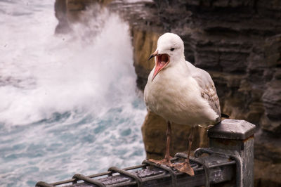 Close-up of seagull perching on rock