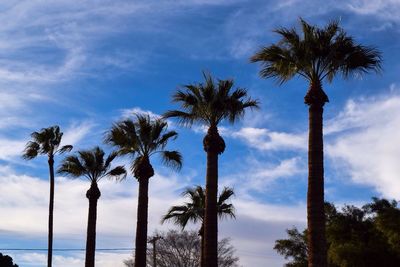 Low angle view of palm trees against sky