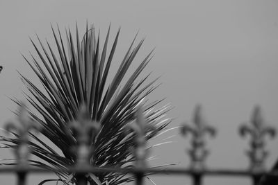 Close-up of dandelion against sky