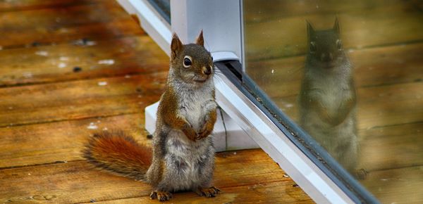 Squirrel on boardwalk by glass railing