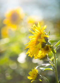 Close-up of yellow flowering plant