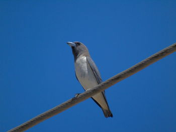 Low angle view of bird perching on metal against blue sky