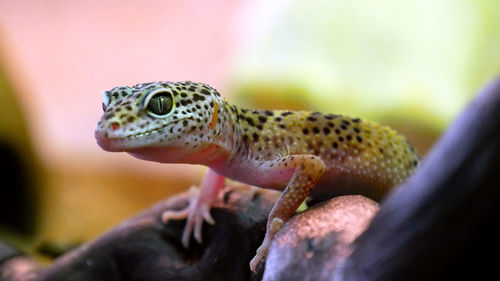 Close-up of a lizard