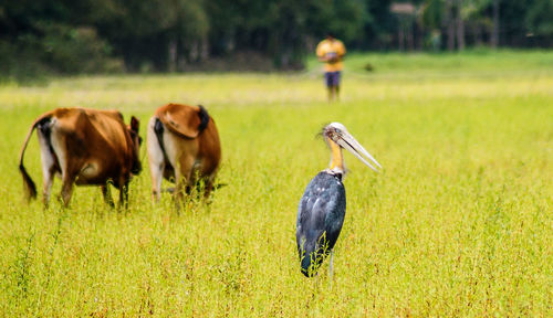 Close-up of ducks on field