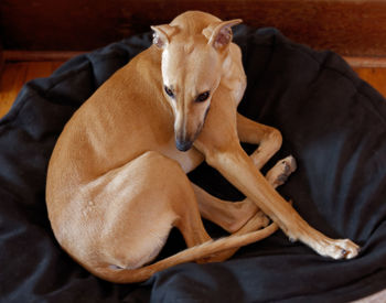 Close-up portrait of dog resting