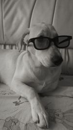 Close-up of dog relaxing on bed at home