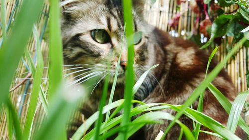 Close-up of stray cat by grass