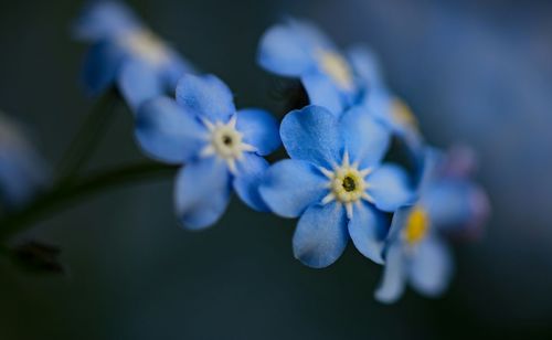 Close-up of blue flowering plant in bloom