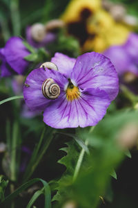 Close-up of honey bee pollinating on purple flower