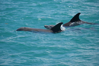 View of duck swimming in sea