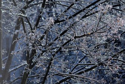 Bare trees against sky