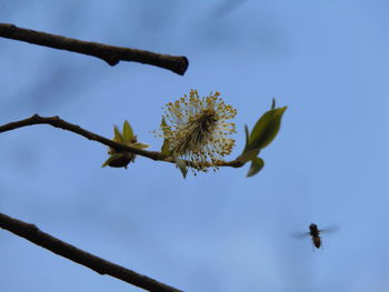 Low angle view of flower tree against sky