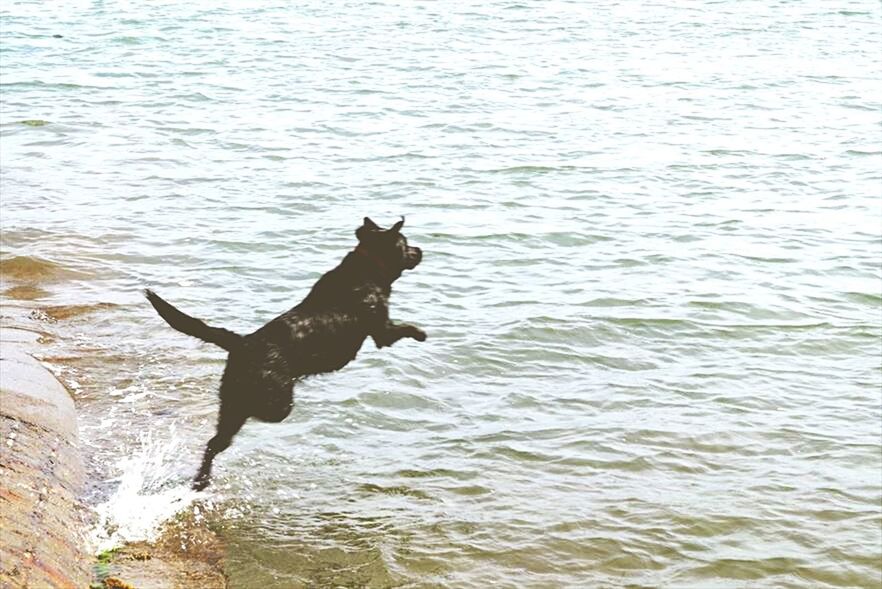 water, animal themes, one animal, mammal, waterfront, rippled, lake, dog, animals in the wild, pets, domestic animals, wildlife, swimming, nature, high angle view, reflection, two animals, black color, outdoors, river