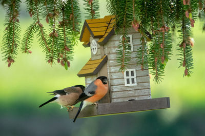 Birds perching on a bird feeder