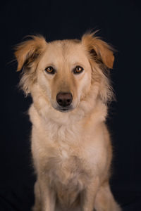 Portrait of dog sitting against black background