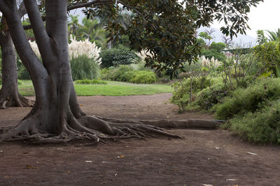 Trees in park