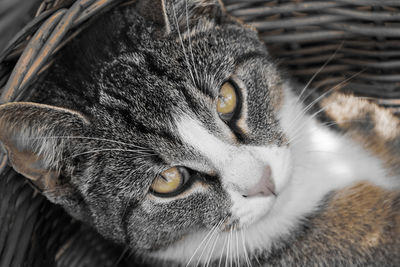 A cat looks directly into the camera. close-up of the head with many details like the green eyes