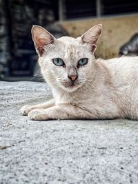 Close-up portrait of cat relaxing outdoors