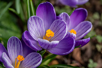 Close-up of purple crocus flower