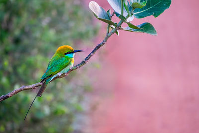 Close-up of bird perching on branch