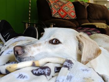 Close-up portrait of dog resting on sofa at home