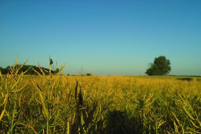 Crops growing on field against clear sky