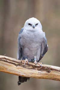 Close-up of bird perching on branch