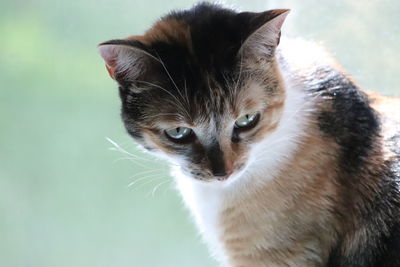 Close-up of cat looking away
