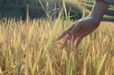 Close-up of hand on field