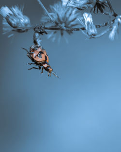 Close-up of insect on blue water