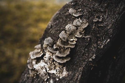 Close-up of mushroom growing on tree trunk