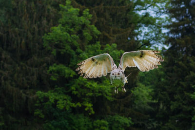 Close-up of birds flying against trees