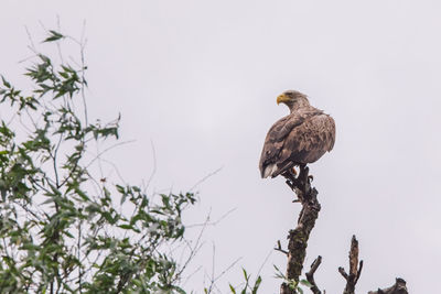 Low angle view of eagle perching on branch against sky