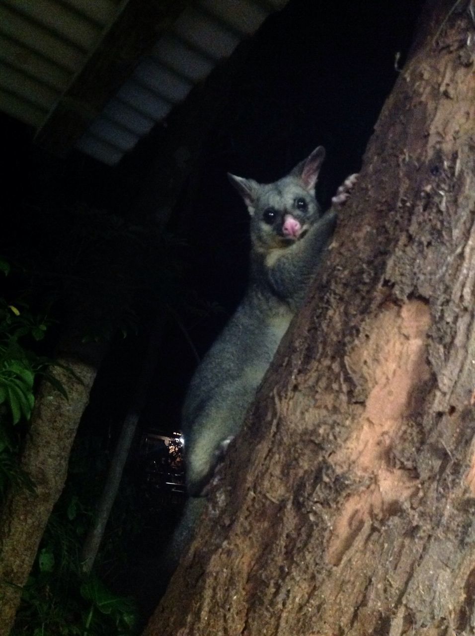 PORTRAIT OF BLACK CAT SITTING ON TREE TRUNK