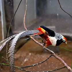 Close-up of bird perching on branch