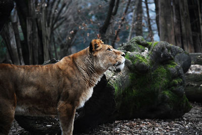 Cat looking away in forest
