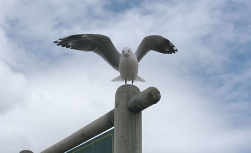 Low angle view of seagulls against cloudy sky