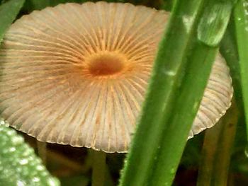 Close-up of flower