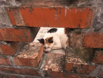 Cat sitting on brick wall