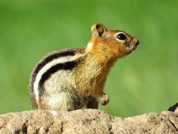 Close-up of squirrel on rock