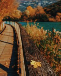 Close-up of autumn leaves on wood