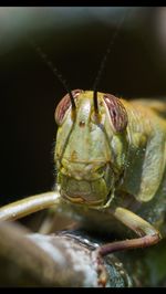 Close-up of bird